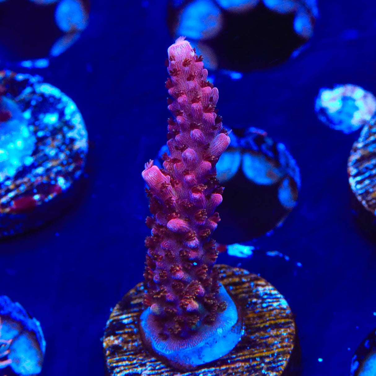 PC Rainbow Acropora Coral
