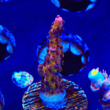 PC Rainbow Acropora Coral