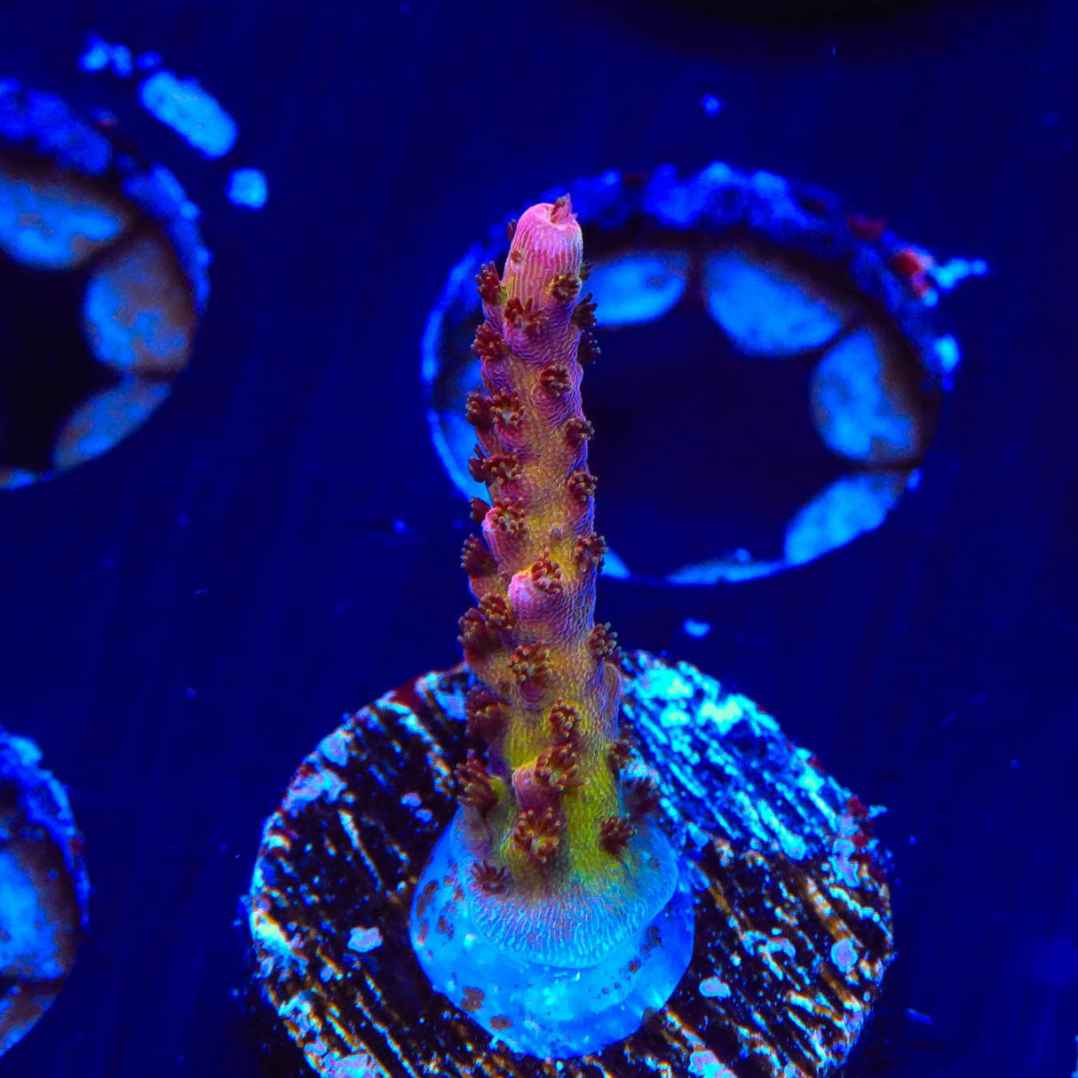 PC Rainbow Acropora Coral