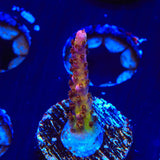 PC Rainbow Acropora Coral