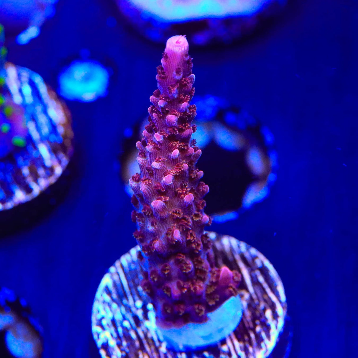 PC Rainbow Acropora Coral