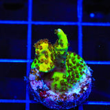 PC Rainbow Acropora Coral