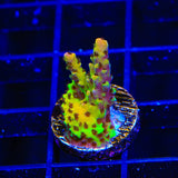 PC Rainbow Acropora Coral