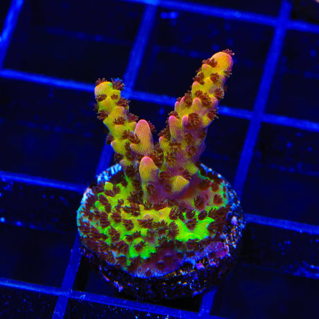 PC Rainbow Acropora Coral