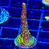PC Rainbow Acropora Coral