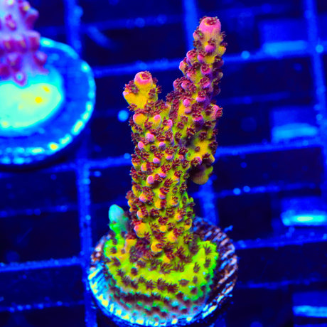 PC Rainbow Acropora Coral