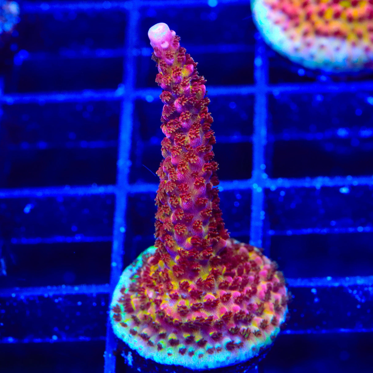 PC Rainbow Acropora Coral