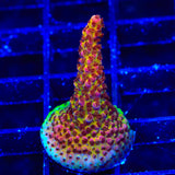 PC Rainbow Acropora Coral