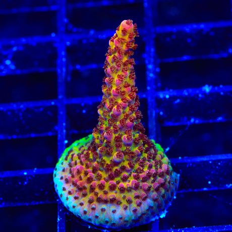 PC Rainbow Acropora Coral