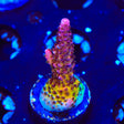 PC Rainbow Acropora Coral