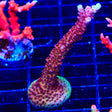 PC Rainbow Acropora XL Frag Coral