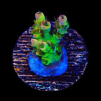 PC Superman Acropora Coral