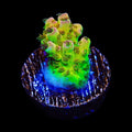 PC Superman Acropora Coral