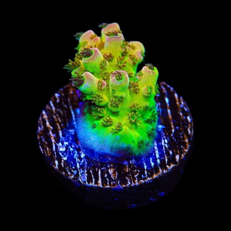 PC Superman Acropora Coral