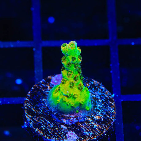 PC Superman Table Acropora Coral
