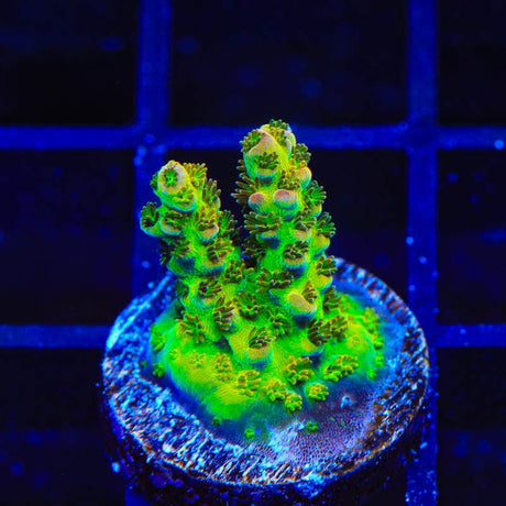 PC Superman Table Acropora Coral