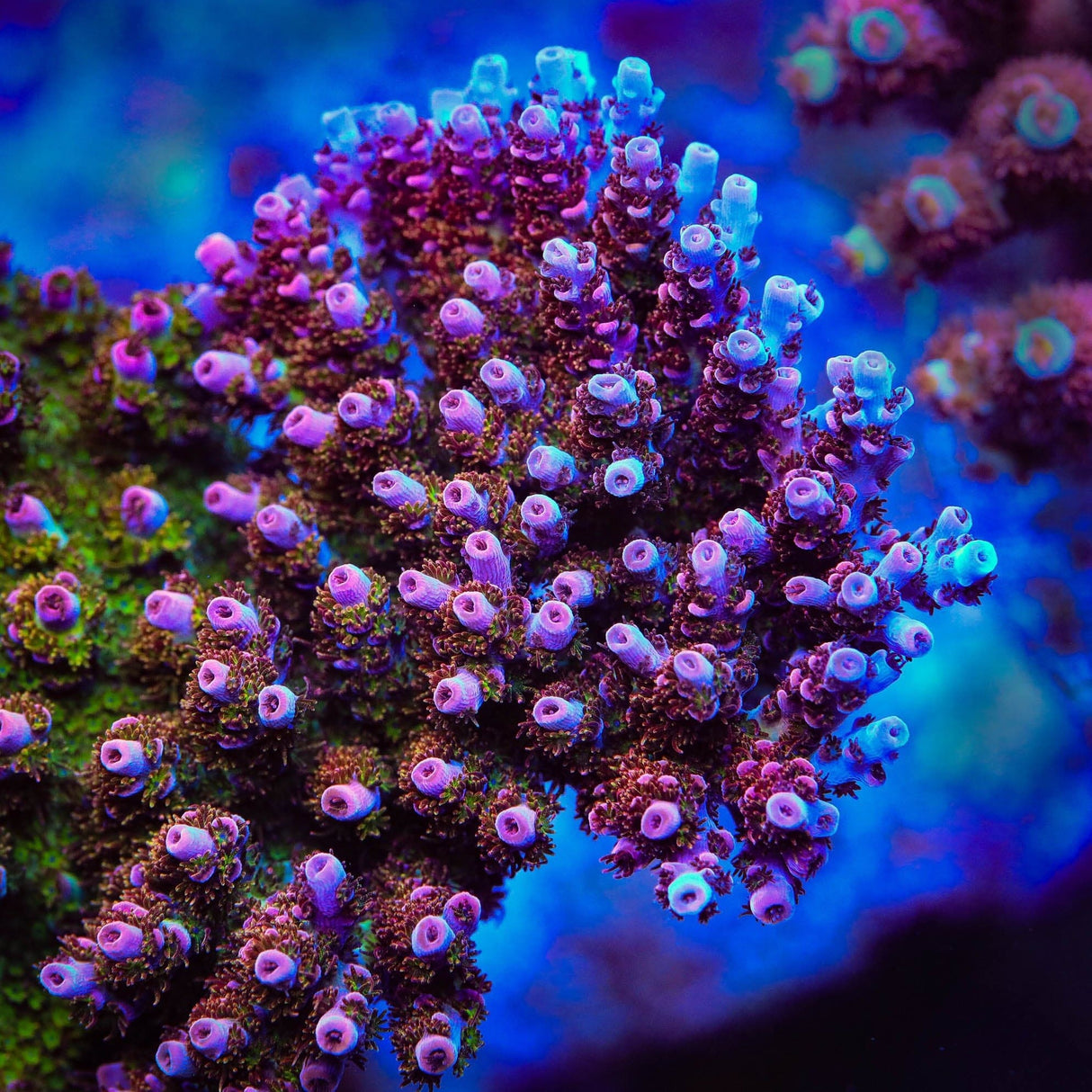 PC Superman Table Acropora Coral
