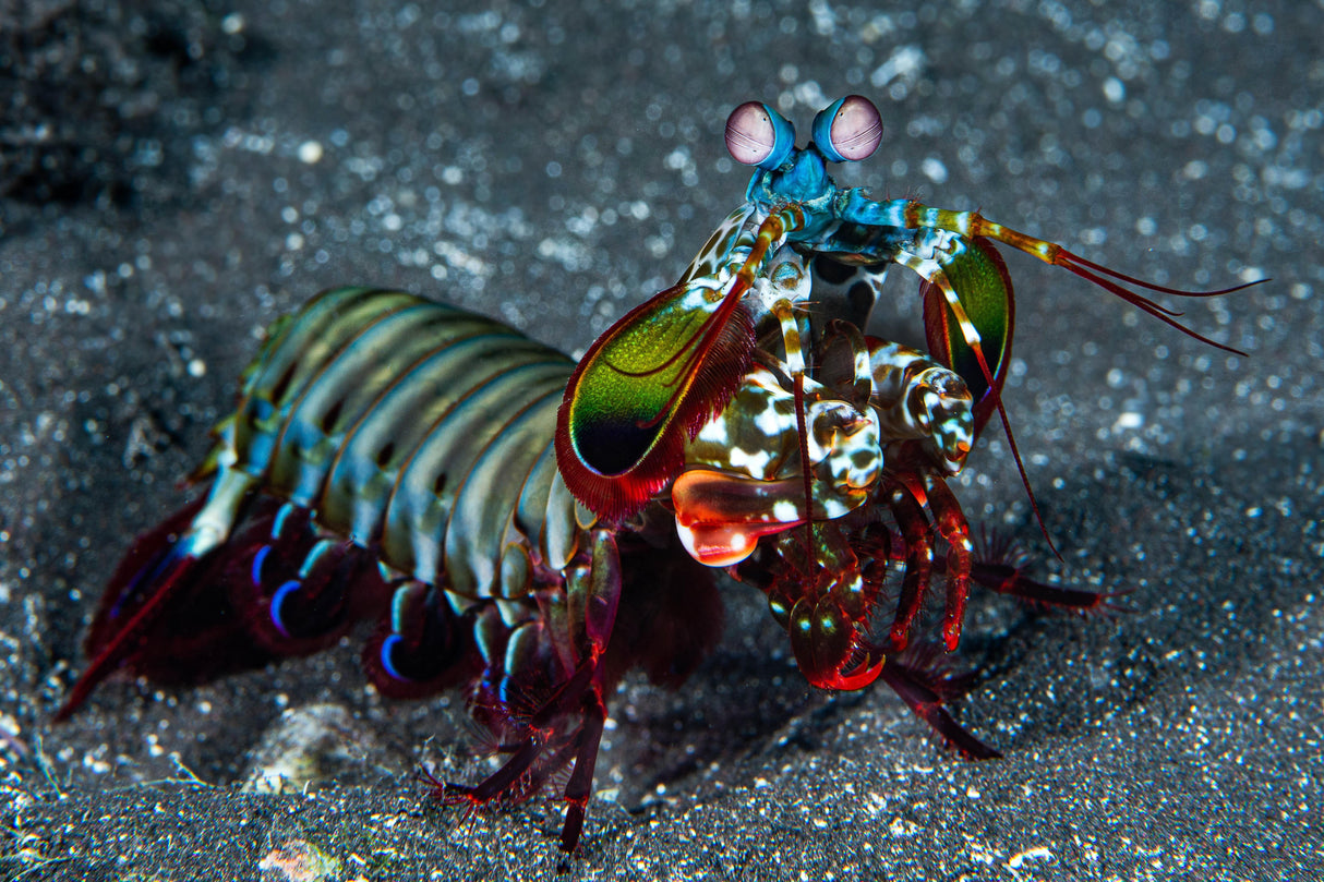 Peacock Mantis Shrimp – Decapoda sp.