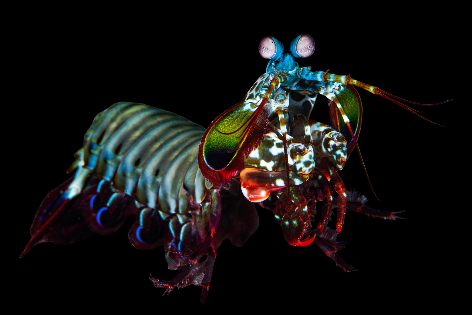Peacock Mantis Shrimp – Decapoda sp.