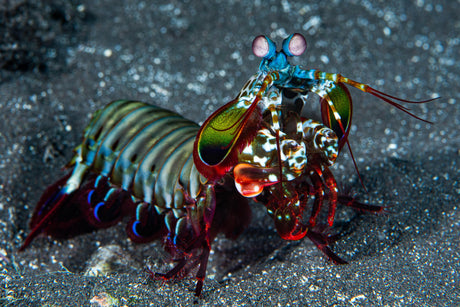 Peacock Mantis Shrimp – Decapoda sp.