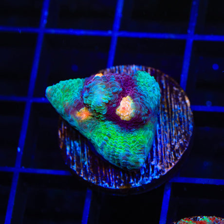Peak a Boo Chalice Coral