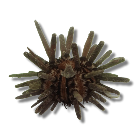 Shortspine Urchin – Echinometra viridis