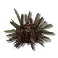 Pencil Urchin – Heterocentrotus mamillatus