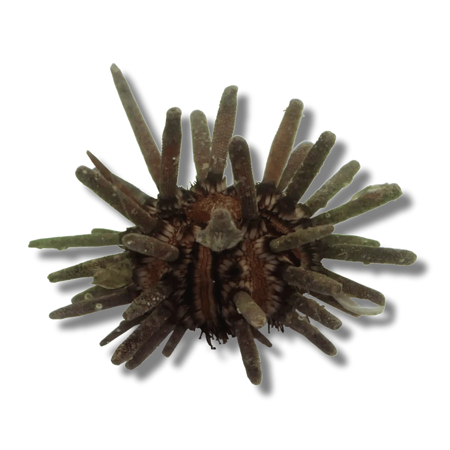 Pencil Urchin – Heterocentrotus mamillatus