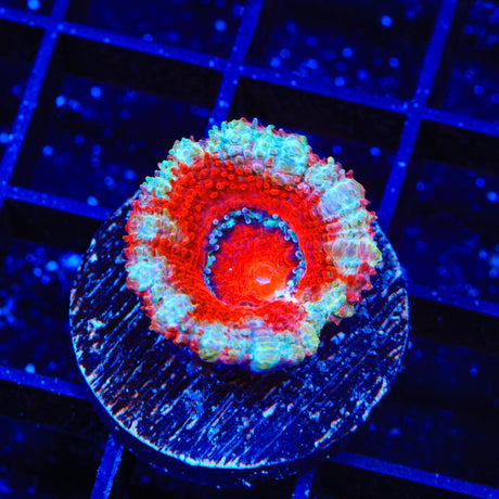 Peppermint Acan Coral