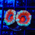 Peppermint Acan Coral