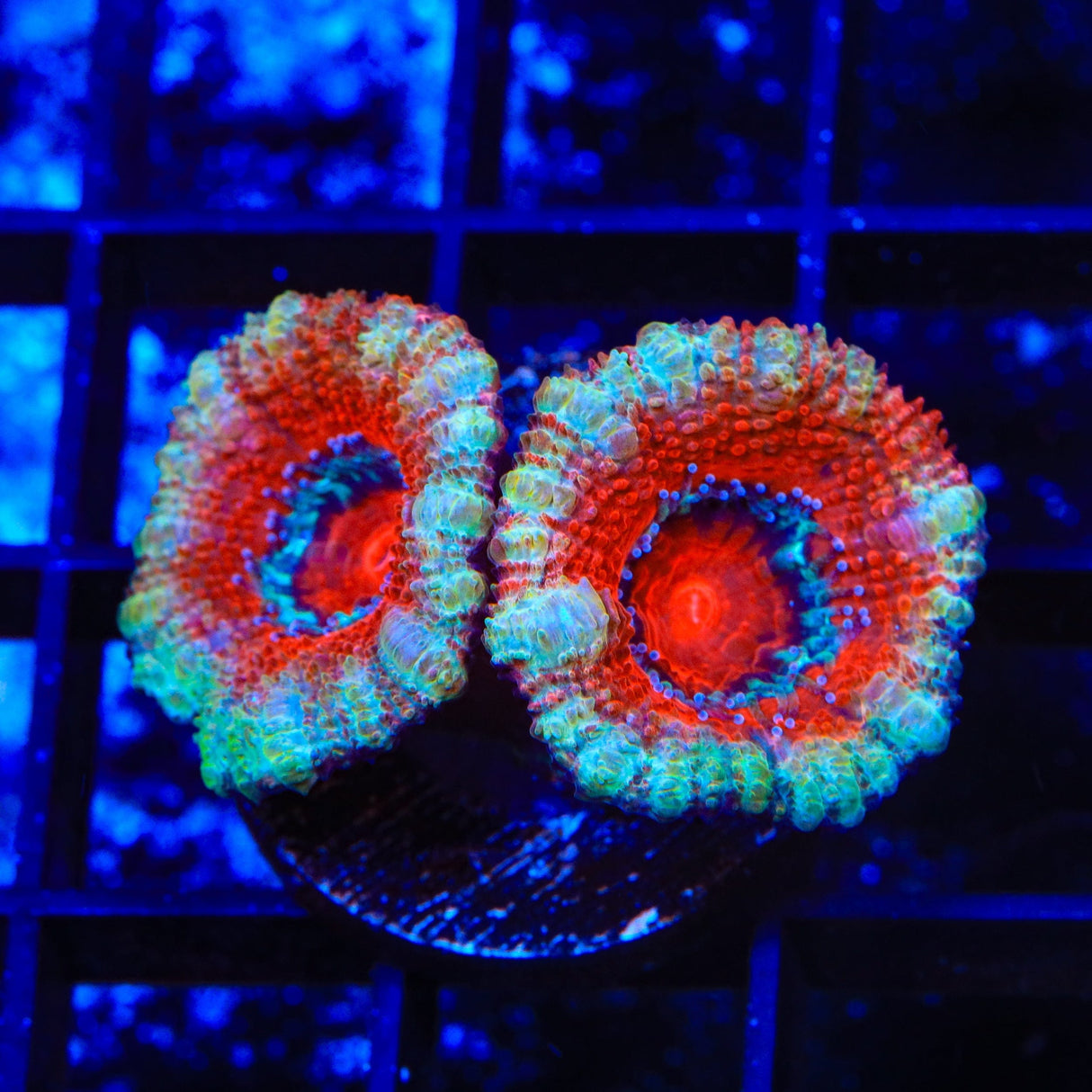 Peppermint Acan Coral