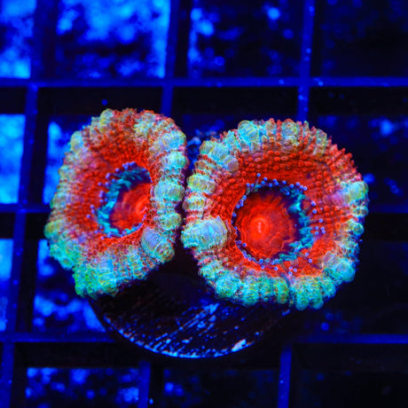 Peppermint Acan Coral