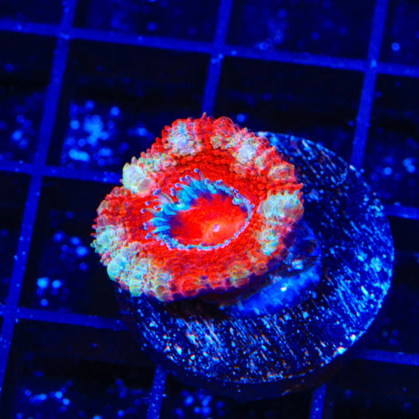 Peppermint Acan Coral