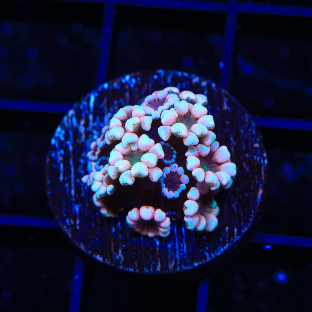 Peppermint Alveopora Coral
