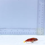 Peppermint Basslet (Serranus pulcher)