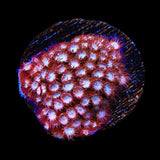 Peppermint Cyphastrea Coral