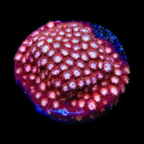 Peppermint Cyphastrea Coral