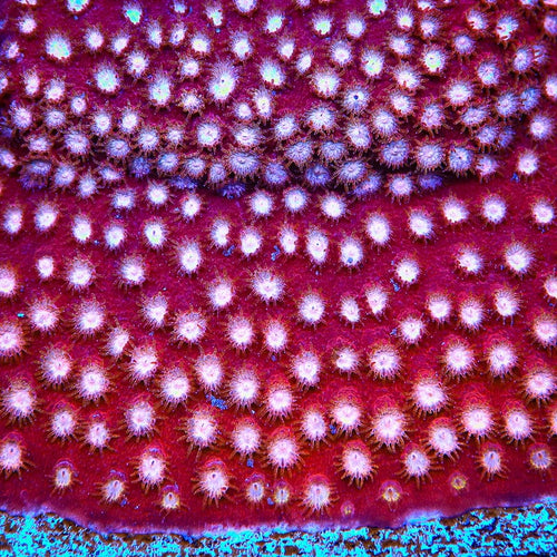 Peppermint Cyphastrea Coral