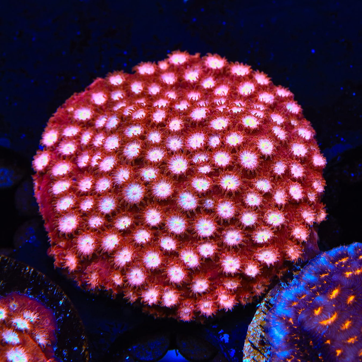 Peppermint Cyphastrea Coral