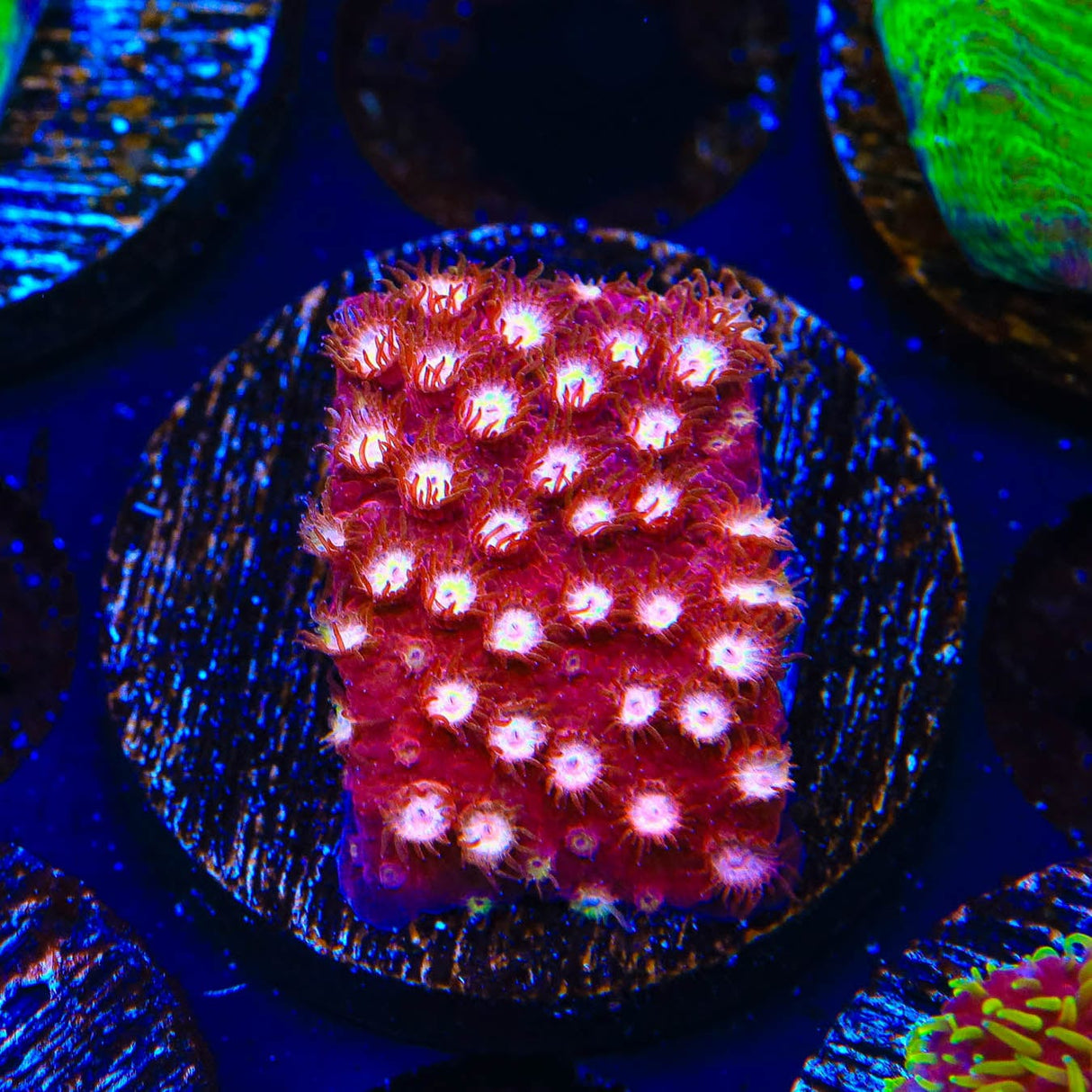 Peppermint Cyphastrea Coral