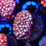 Peppermint Cyphastrea Coral