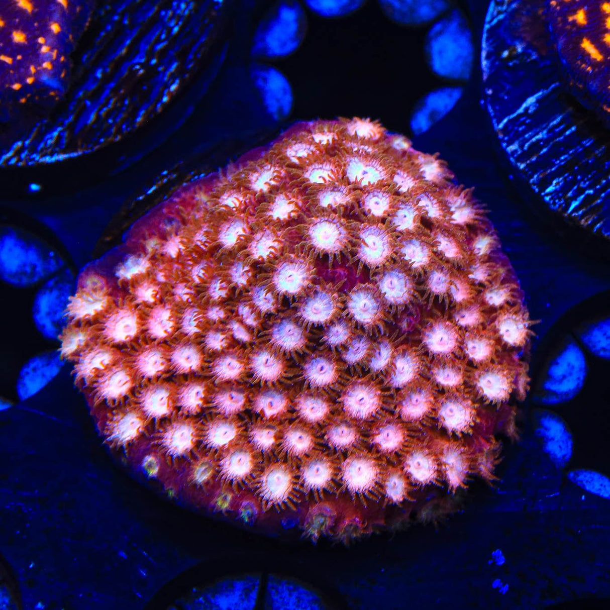 Peppermint Cyphastrea Coral