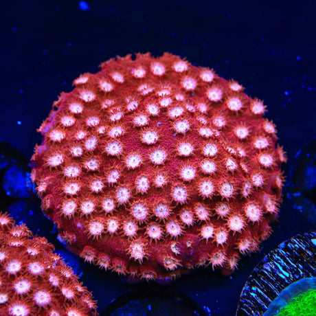 Peppermint Cyphastrea Coral