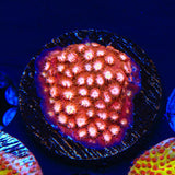 Peppermint Cyphastrea Coral