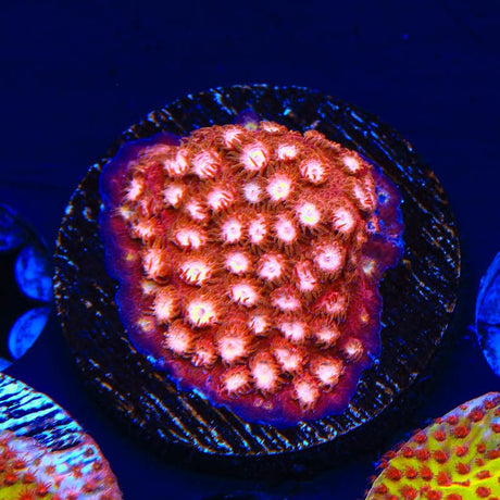 Peppermint Cyphastrea Coral