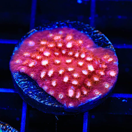Peppermint Cyphastrea Coral