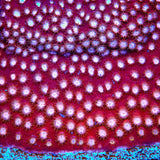 Peppermint Cyphastrea Coral