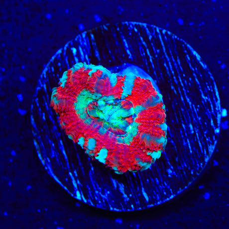 Peppermint Deep Water Acan Coral