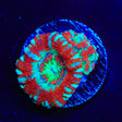 Peppermint Deep Water Acan Coral