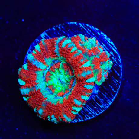 Peppermint Deep Water Acan Coral